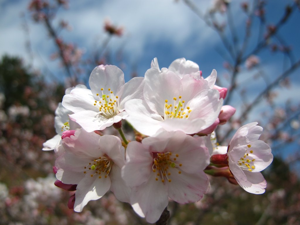 桜のブーケ