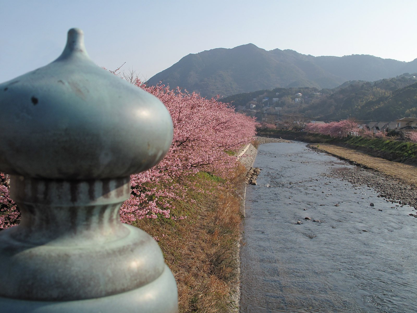 河津桜