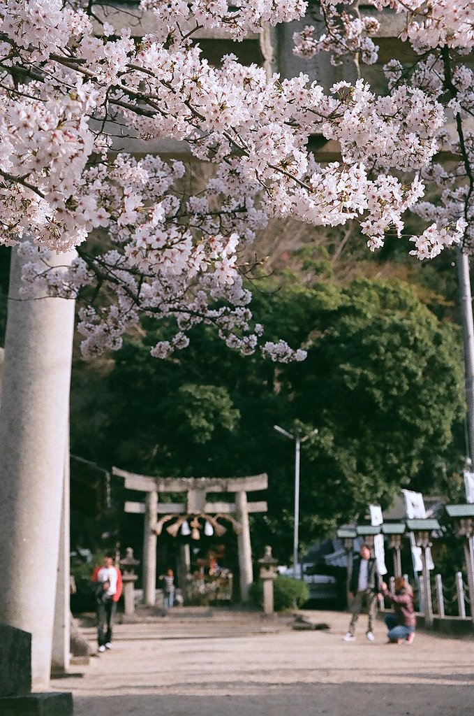 神社のサクラ