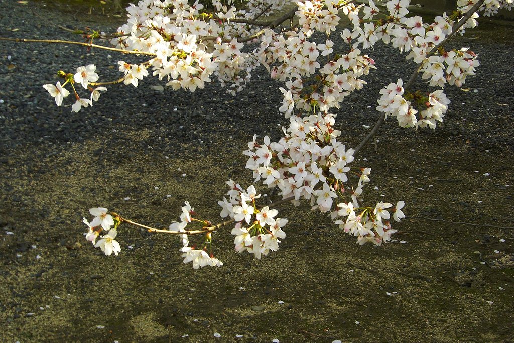 サクラの枝