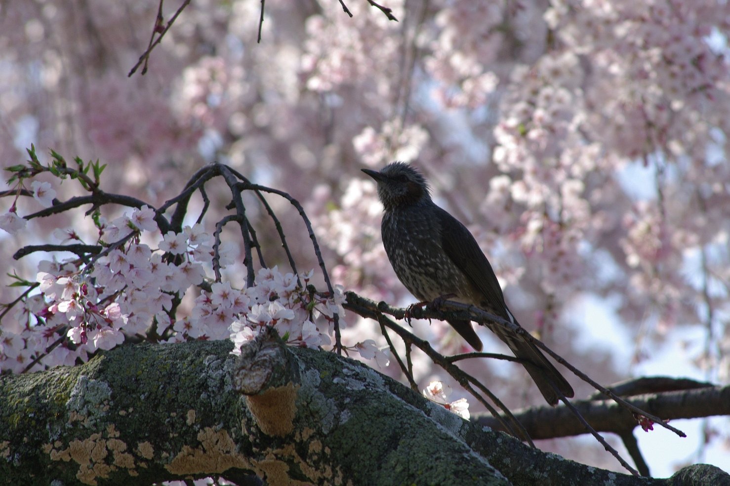 円山公園しだれ桜
