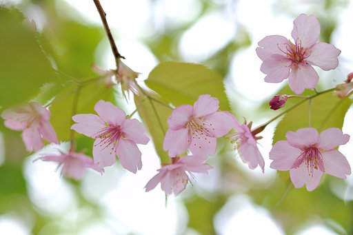 【桜】河津桜