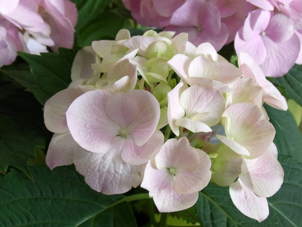 紫陽花