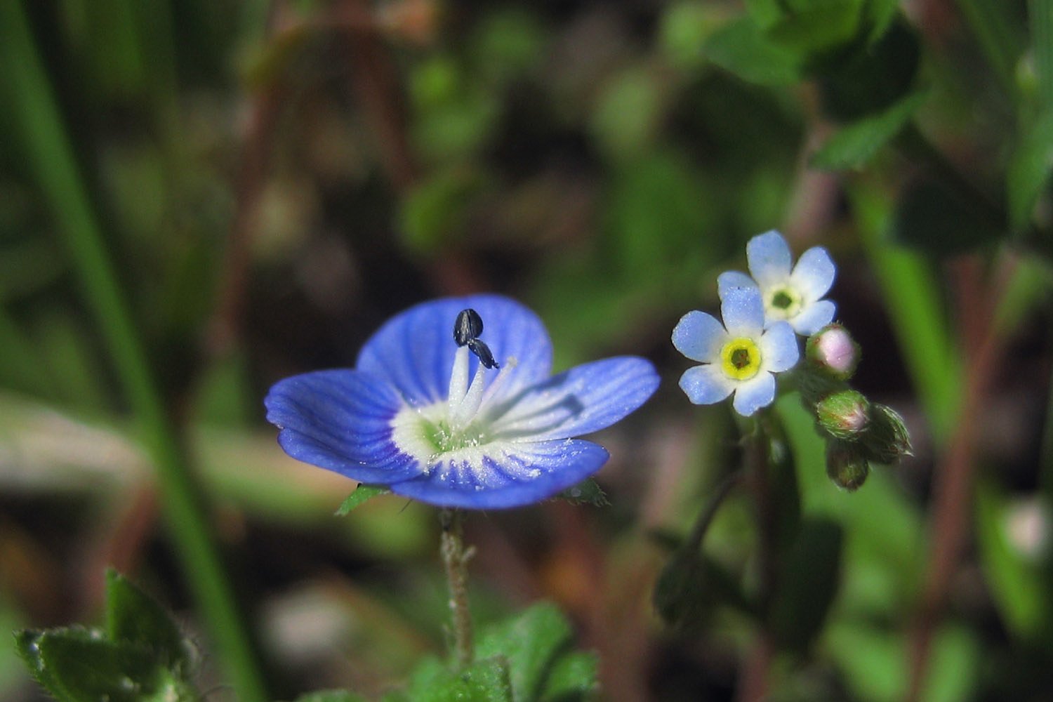 大きな花と
