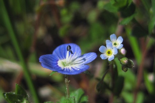 大きな花と