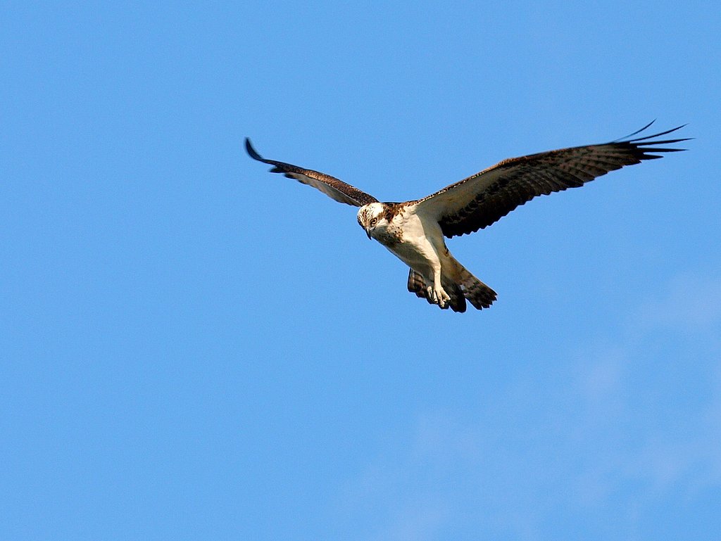 青空より鳥が