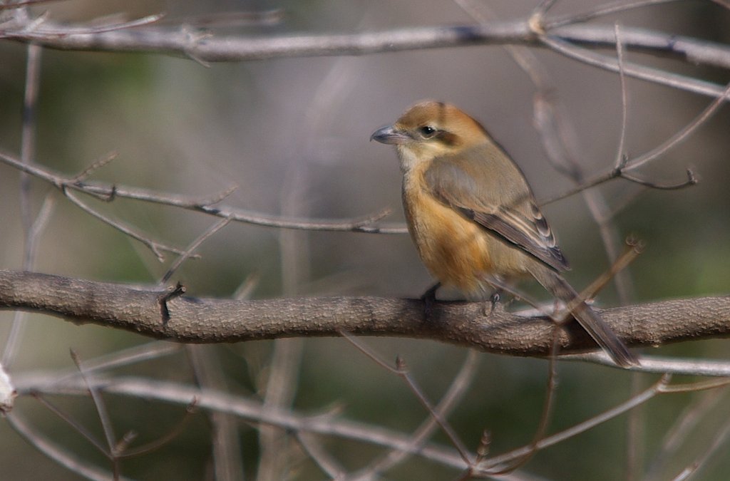 東京の里山から：百舌鳥