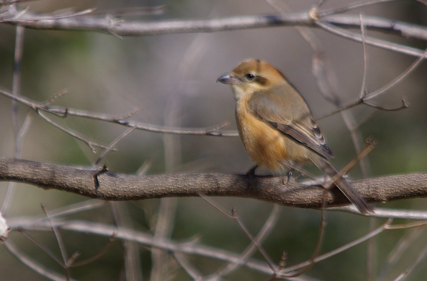東京の里山から：百舌鳥