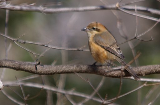 東京の里山から：百舌鳥