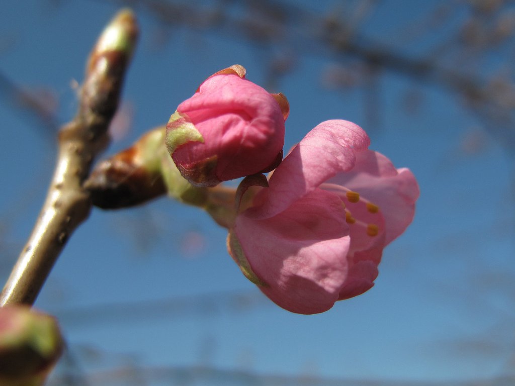 河津桜