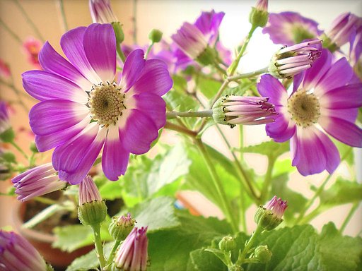 厳寒の玄関の花