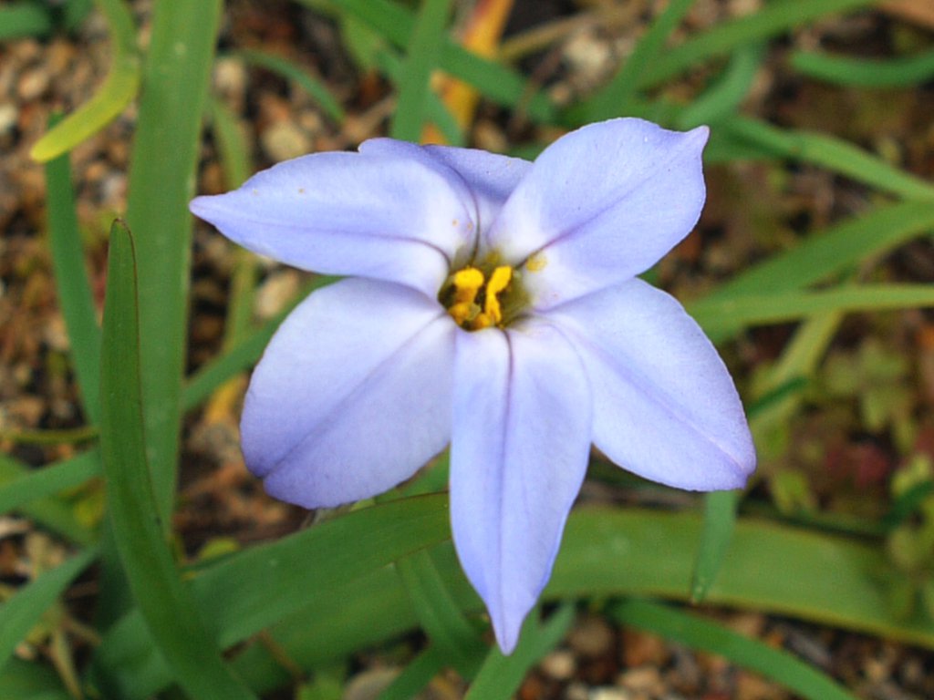 花ニラ