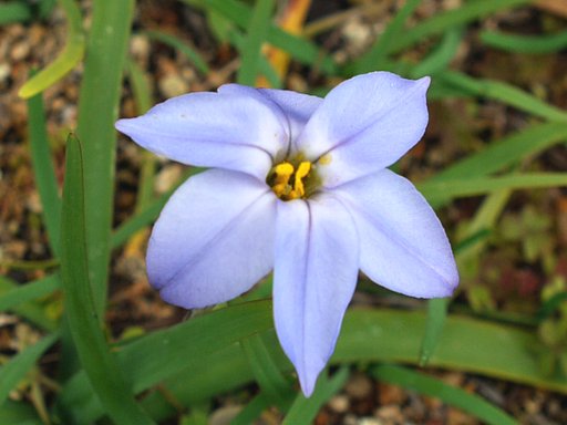 花ニラ