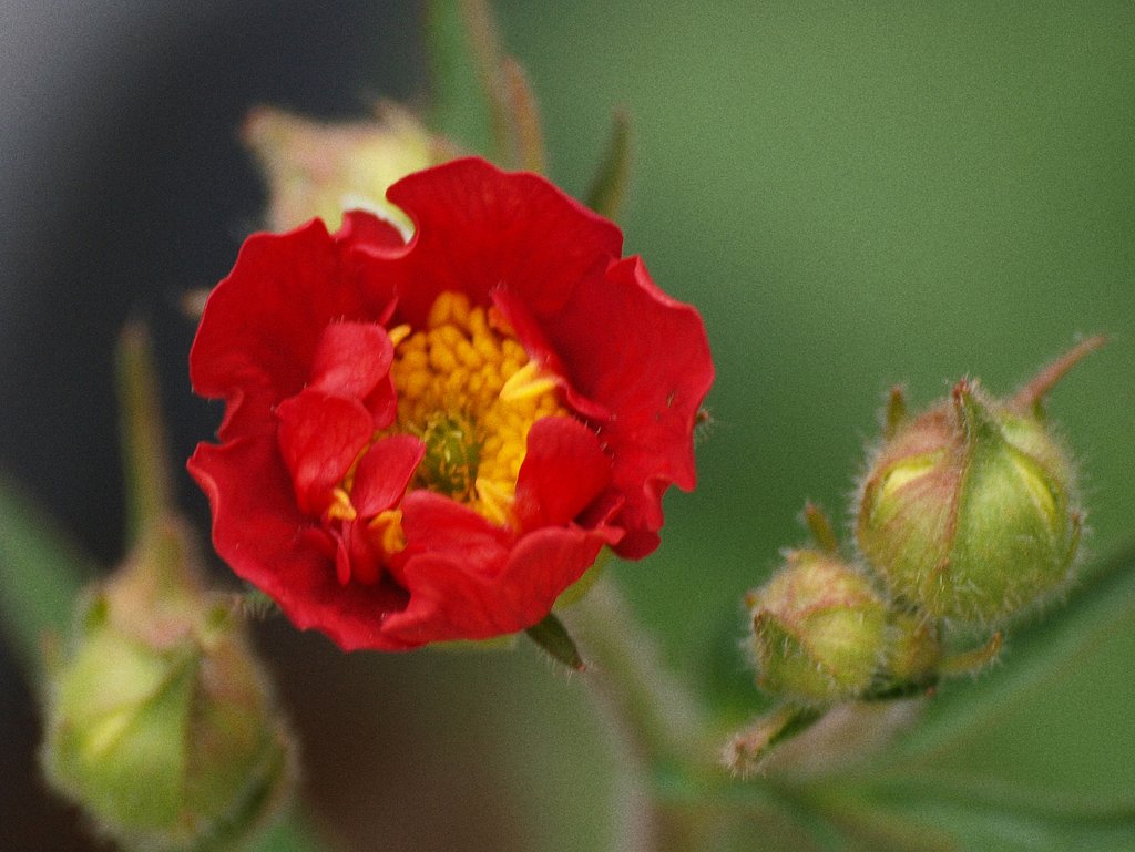 ＵＰでダイコンソウの花を撮りました
