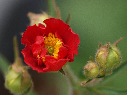 ＵＰでダイコンソウの花を撮りました