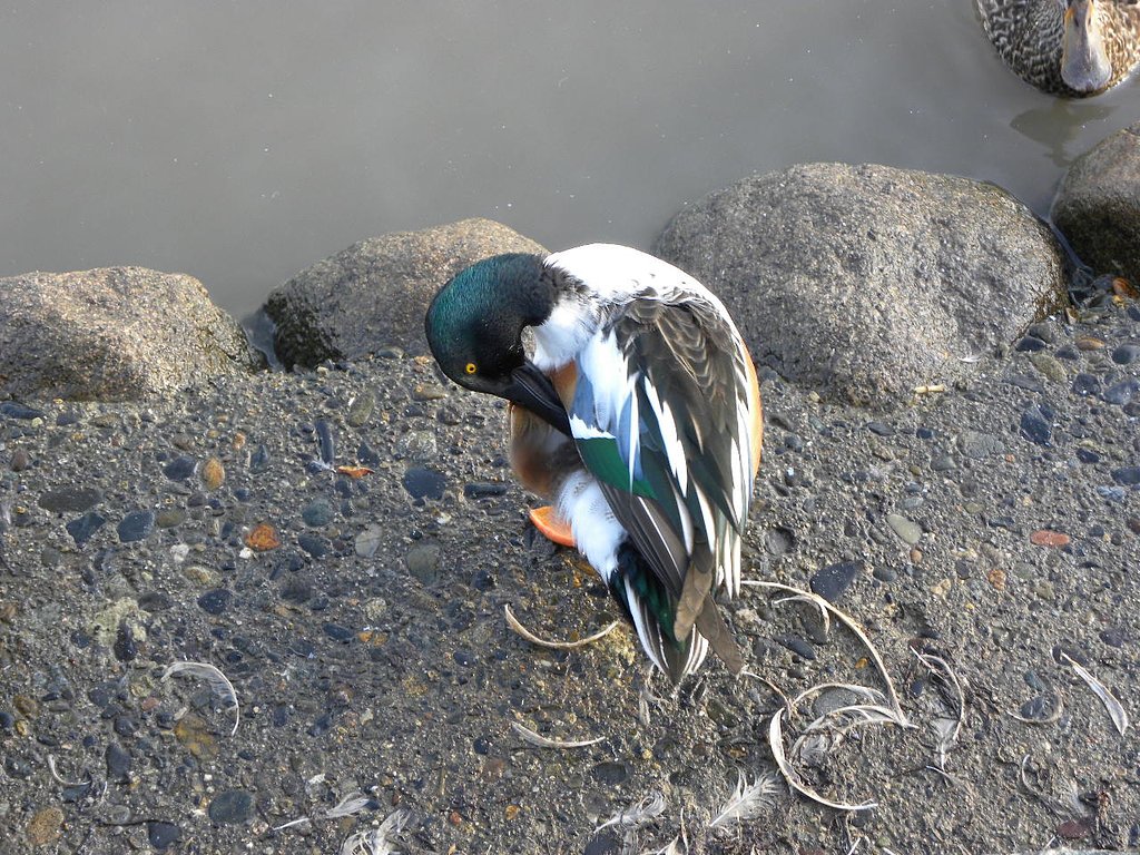 苦しいときのカモ頼み