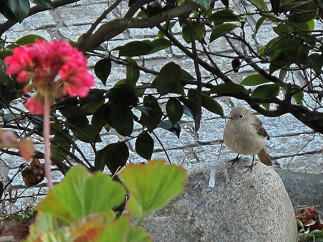 春ですね♪