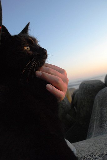 【やすらぎ】幸せを呼ぶ黒猫