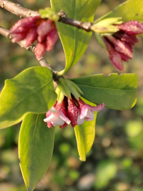 香る　沈丁花
