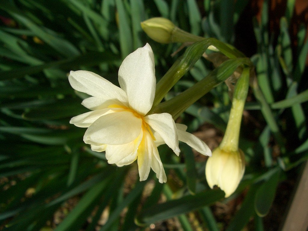 漸く　開花咲きました〜