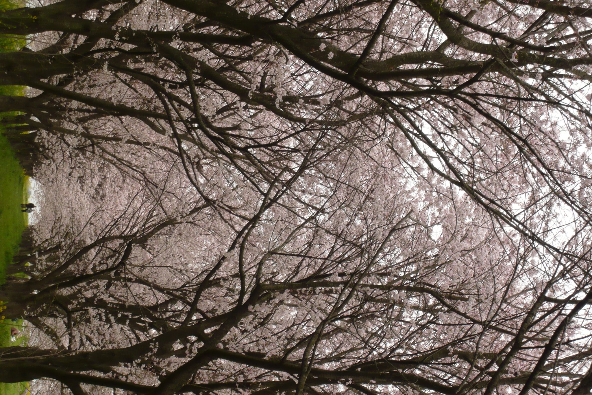 【桜】どこまでも・・・