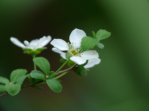 コゴメ桜（ユキヤナギ）かな？
