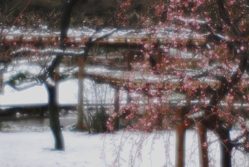 小石川後楽園にて