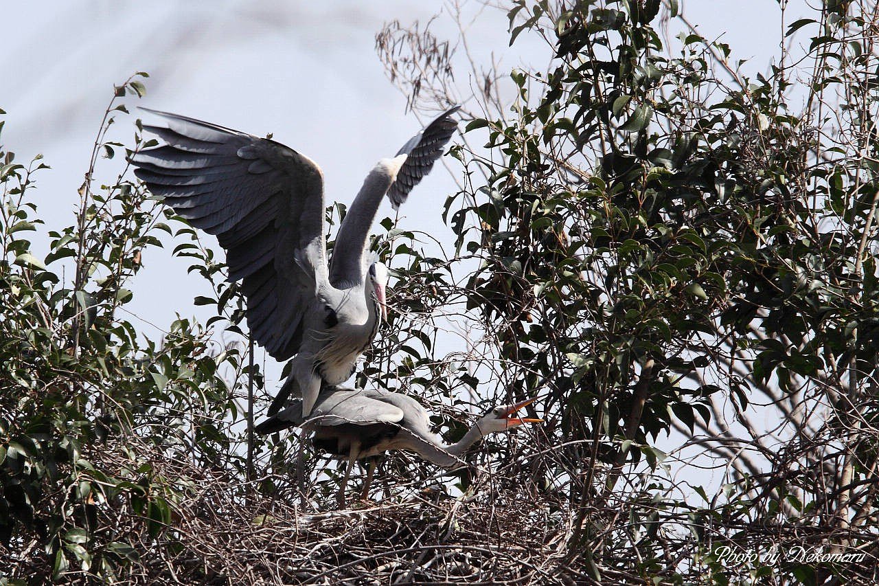 蒼鷺・・・求愛行動①