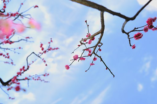 東京の花　紅梅