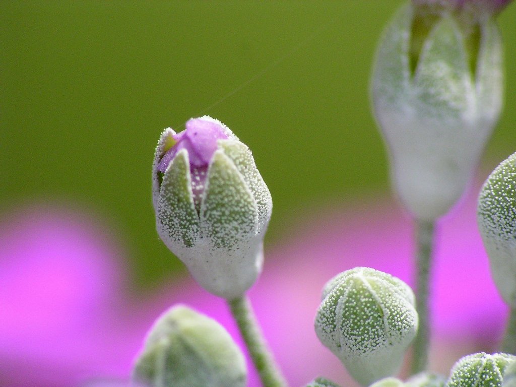 膨らむ蕾