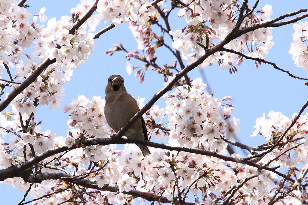 桜にシメ