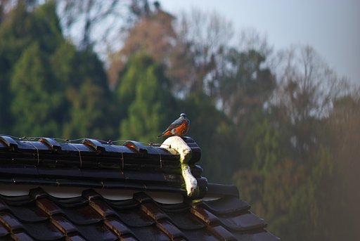 向かいの屋根の上に何か・・