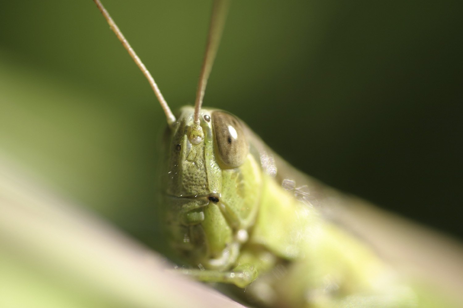 仮面ライダー(・・・ではありません。。)
