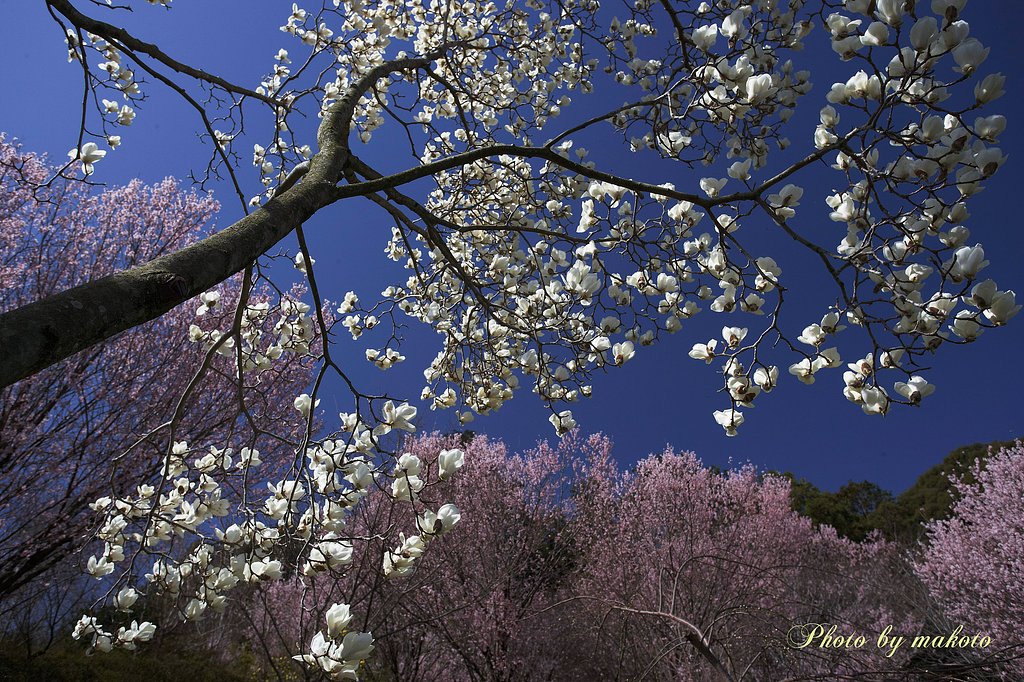 モクレンと桜咲く山里