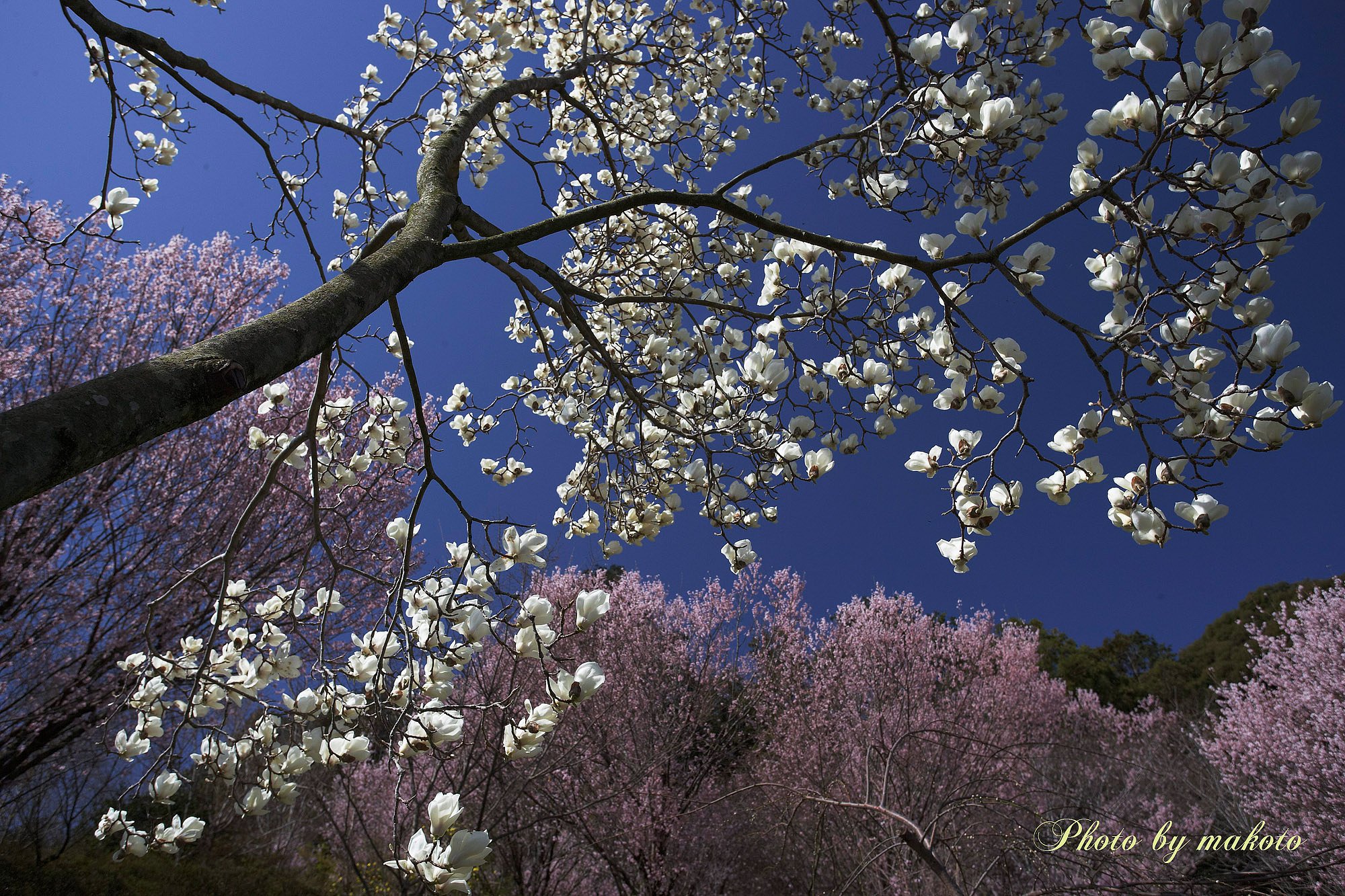 モクレンと桜咲く山里