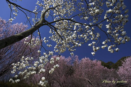 モクレンと桜咲く山里