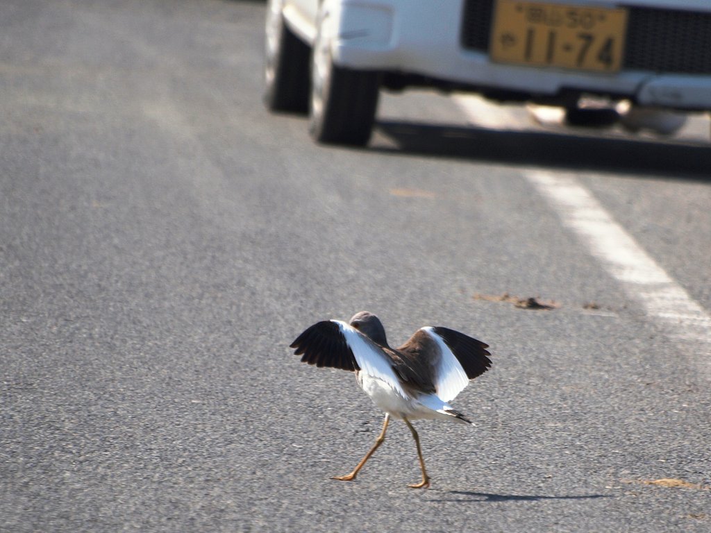 道路横断です