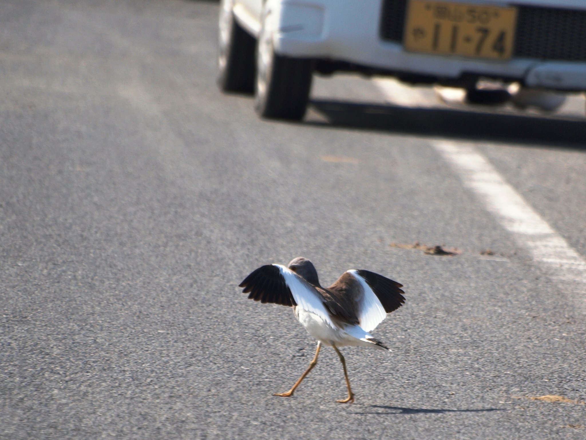 道路横断です
