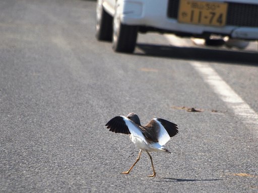 道路横断です