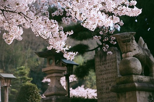 神社の桜