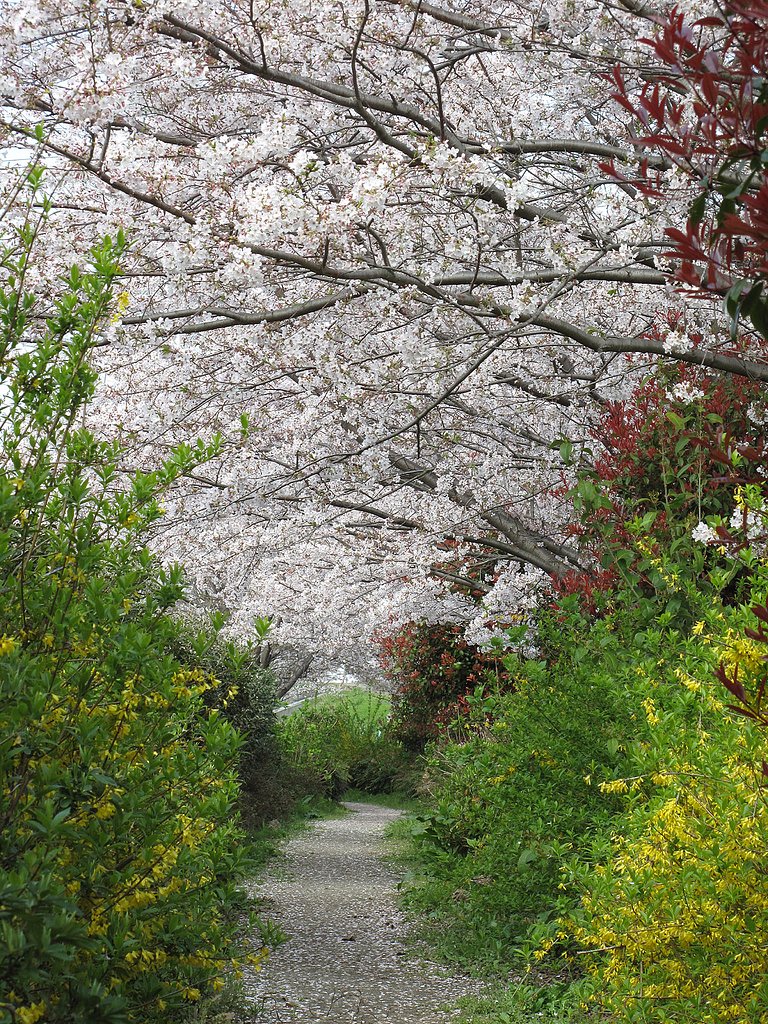 細道