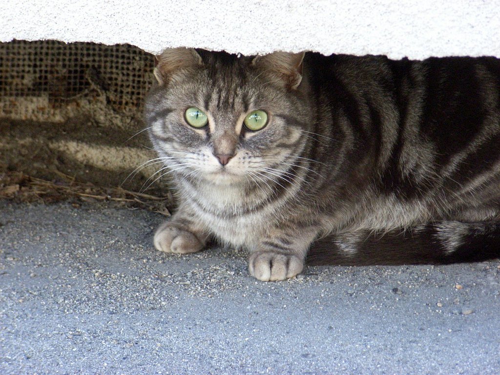 そこに居たの