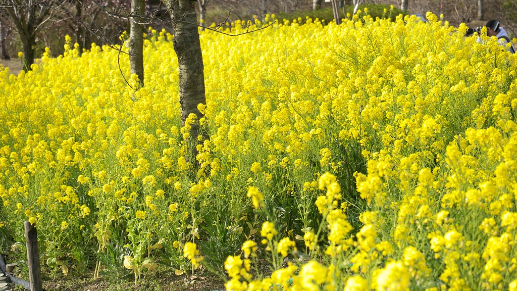 宇治市植物園の菜の花