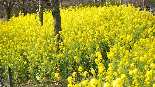 宇治市植物園の菜の花