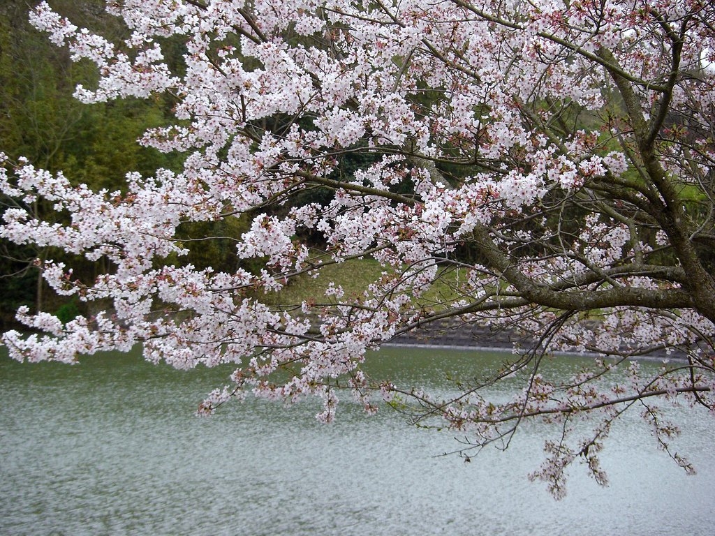 池に