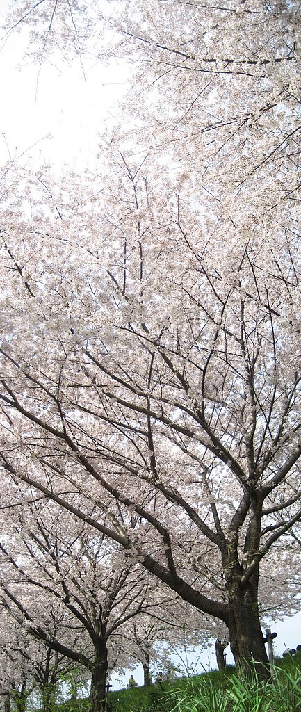 【桜】歓び、桜道天景