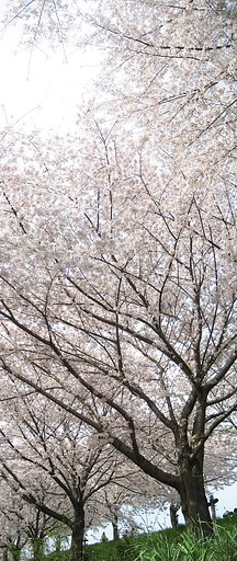 【桜】歓び、桜道天景