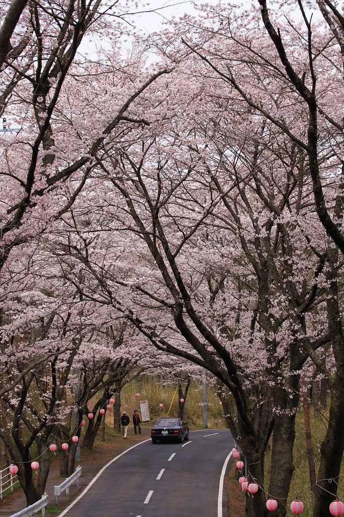 桜祭り