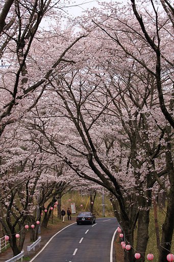 桜祭り