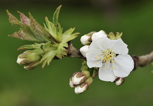 サクランボの花